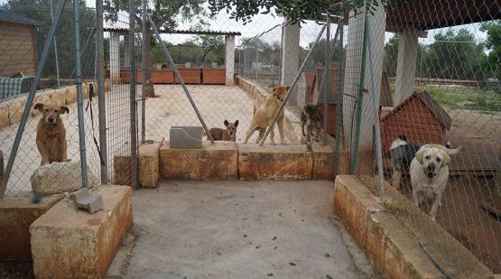 Tierheim mallorva.jpg